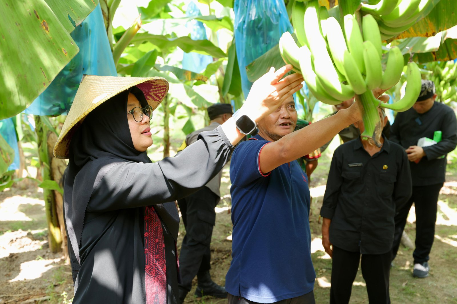 Pengembangan Pisang Cavendish, Upaya Banyuwangi Tingkatkan Kesejahteraan Petani