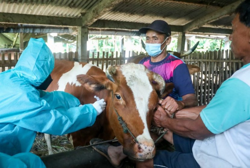 Vaksinasi PMK di Banyuwangi Tembus 75 Persen Tertinggi di Jawa Timur