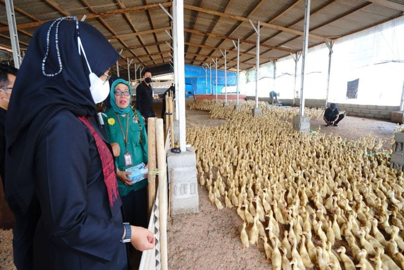 Kampung Bebek Banyuwangi, Hasilkan Ribuan Ekor Bebek Potong Per Hari