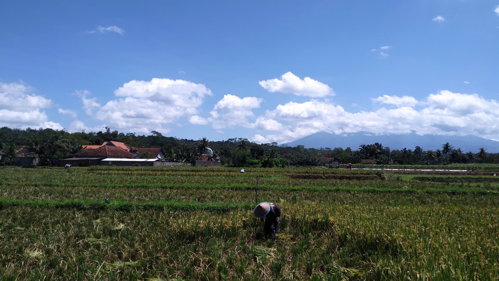 Krisis Pupuk Subsidi, Dispertan Banyuwangi Perkuat Pupuk Organik